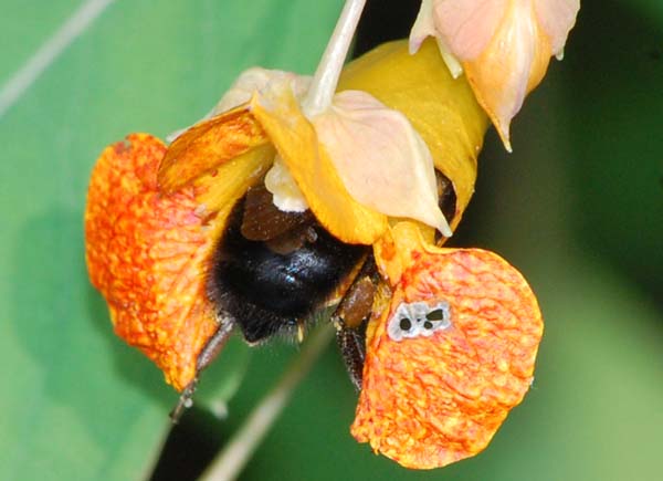 Carpenter bee pollination